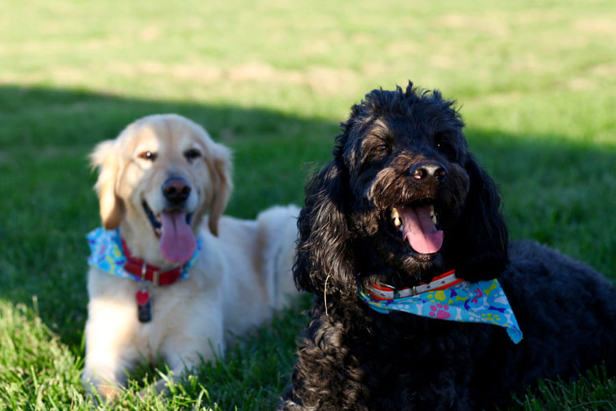 dogs on the grass