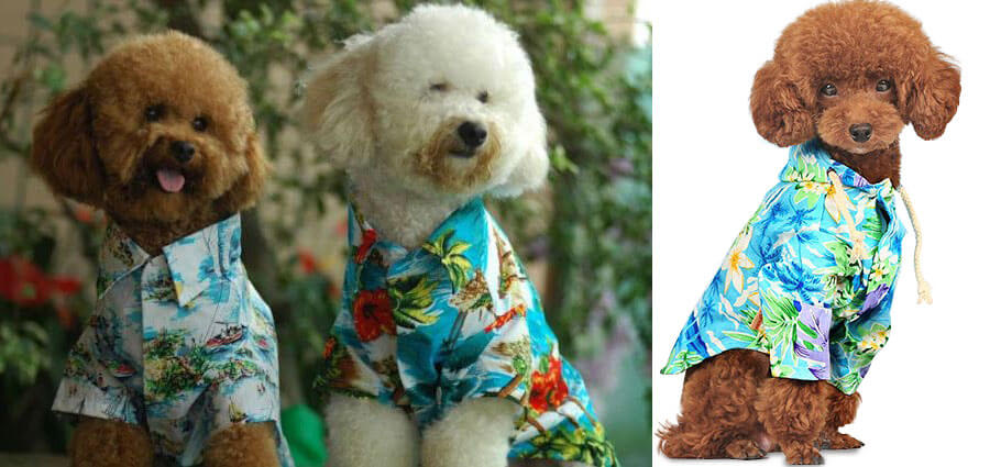 dog wearing hawaiian shirt