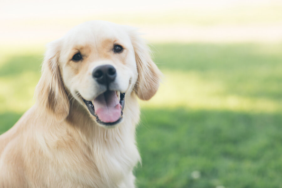 golden retriever