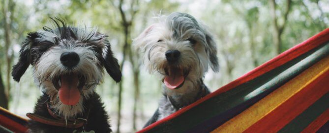 happy dogs outdoors on hammock