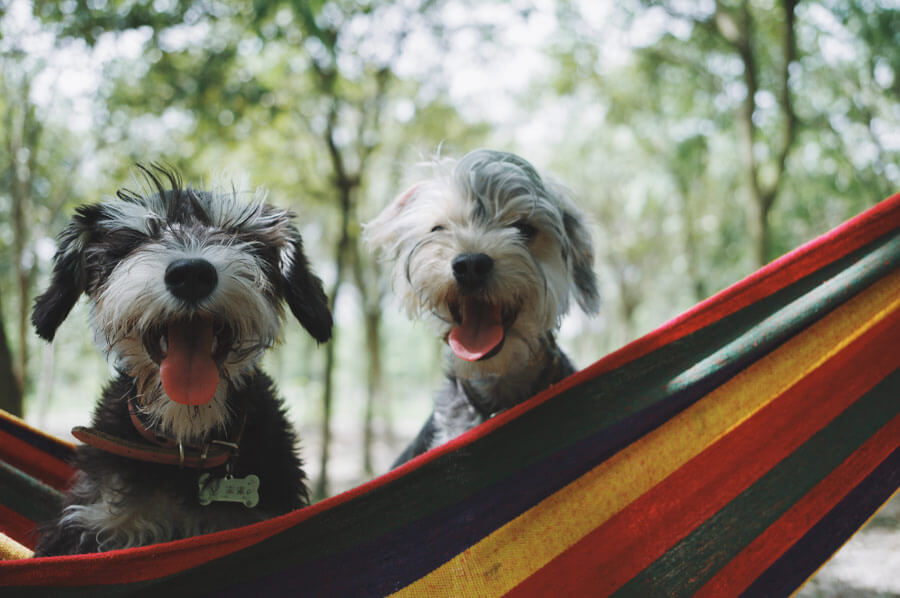 happy dogs outdoors on hammock