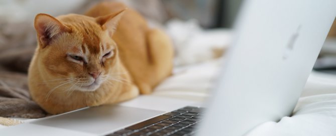 ginger cat next to computer, pet tech