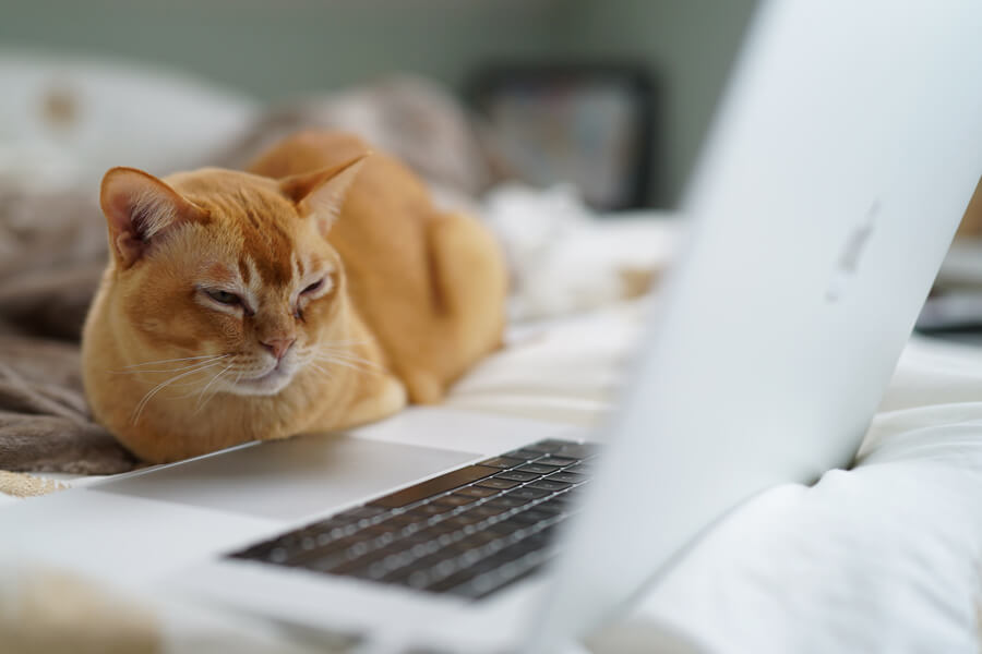 ginger cat next to computer, pet tech