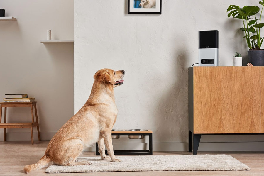 Pet cube bites pet feeder