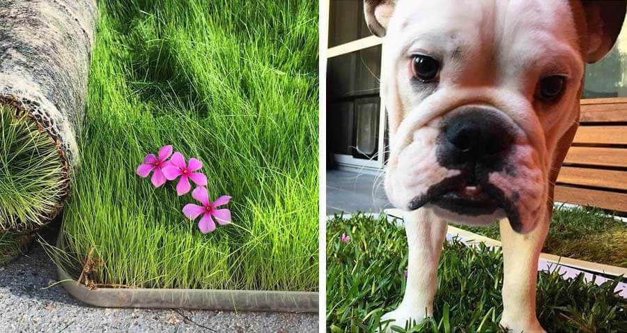 potty plant, bulldog