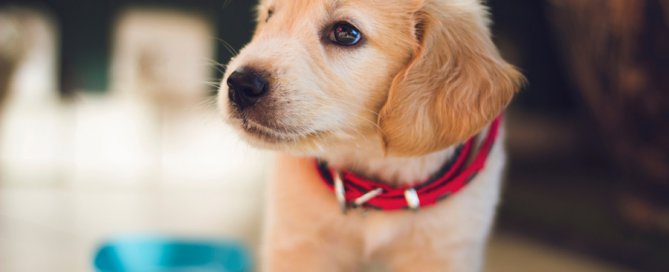 dog food and heart disease | dog with dog bowl