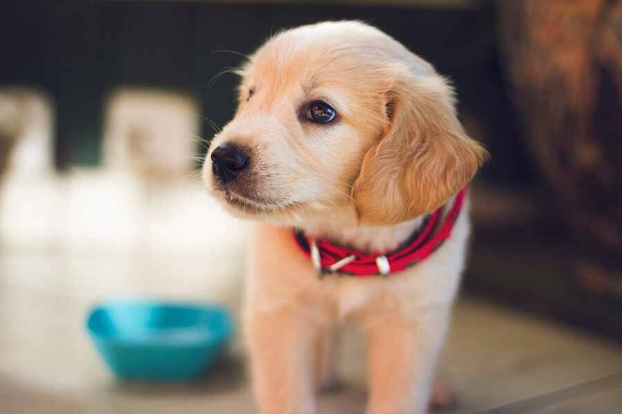 dog food and heart disease | dog with dog bowl