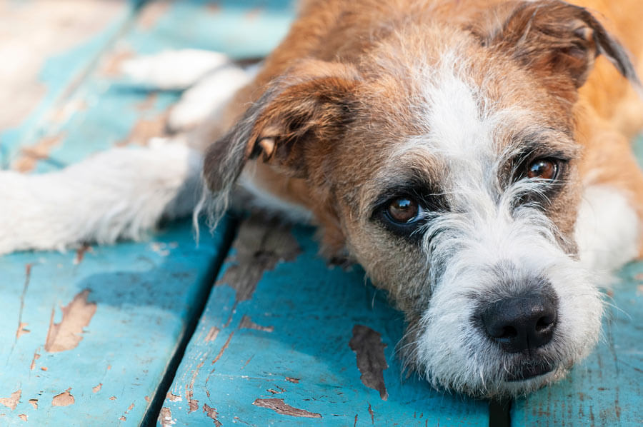 terrier looking sad