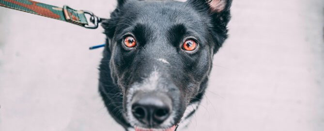 black dog on lead