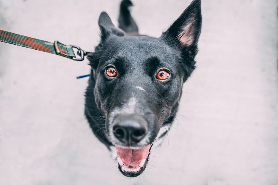 black dog on lead