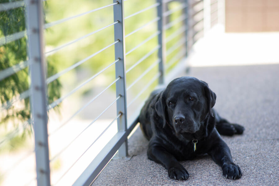 black labrador lying on floor