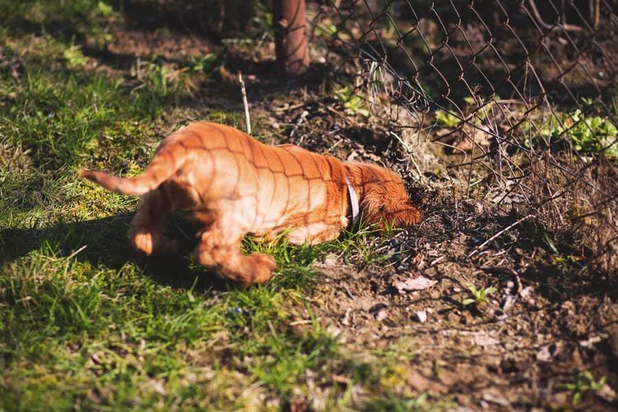 dog digging under fence