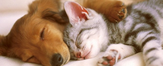 dog and cat sleeping | arthritis in cats and dogs