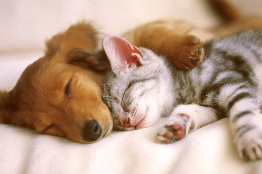 dog and cat sleeping | arthritis in cats and dogs