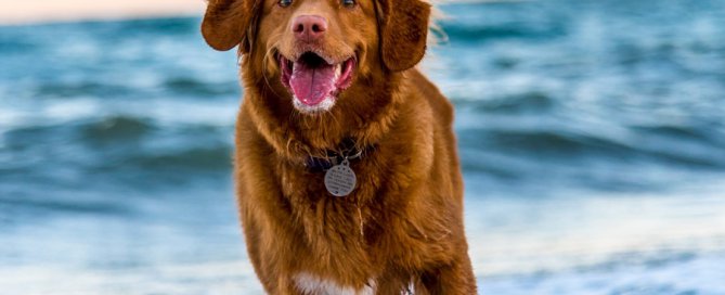 brown dog at beach