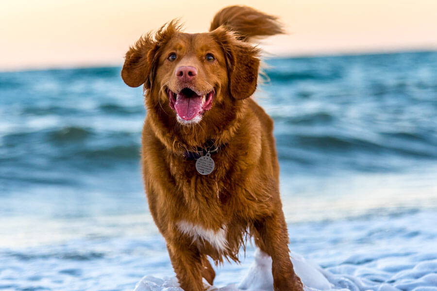 brown dog at beach