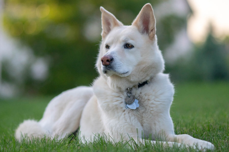 large white dog lying on grass content