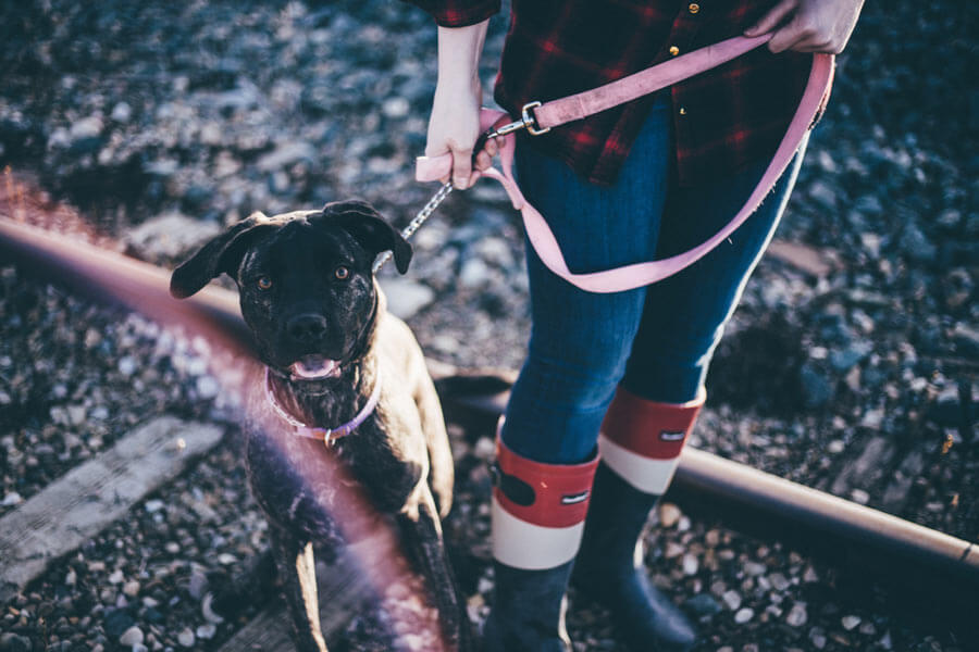 dog on lead outdoors