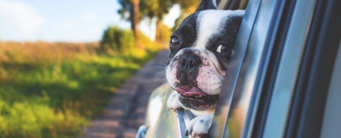 dog with head out of car window