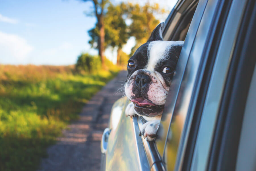 dog with head out of car window
