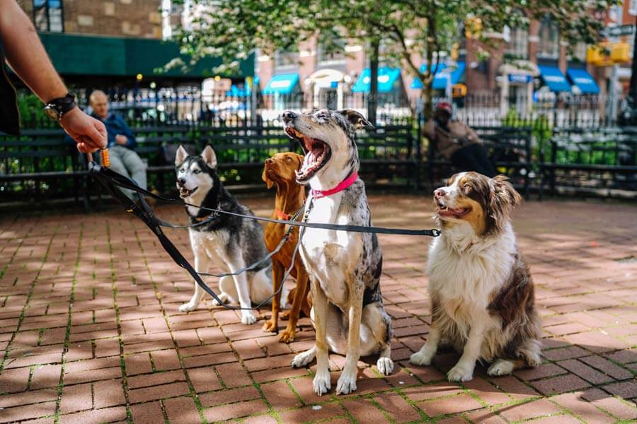 four dogs on leads, dog walker