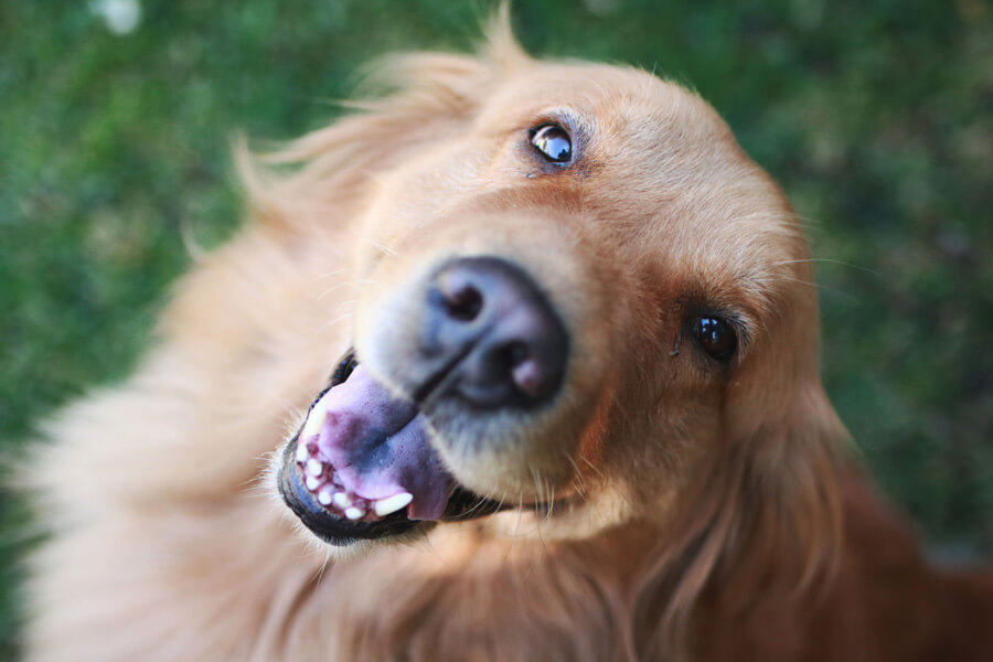 obedient dog, positive dog behaviour