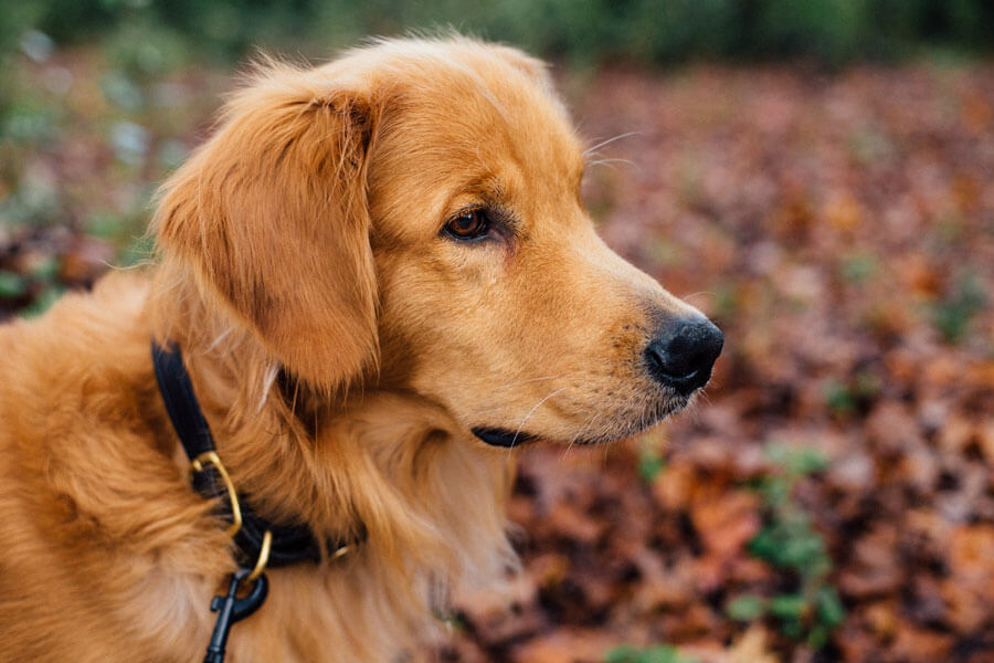 golden retriever on leash