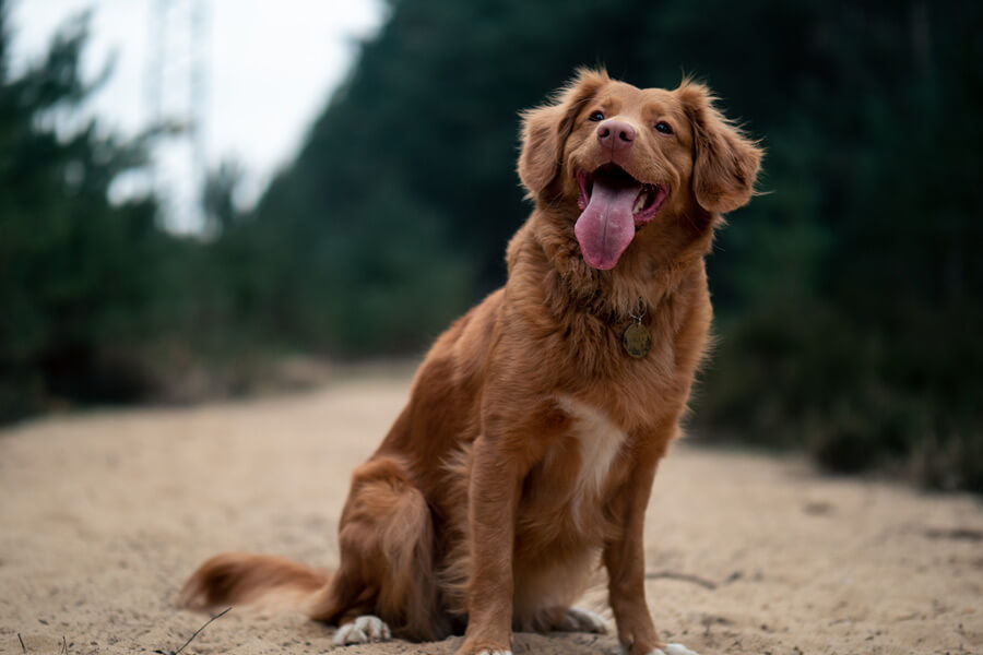 Happy dog outdoors