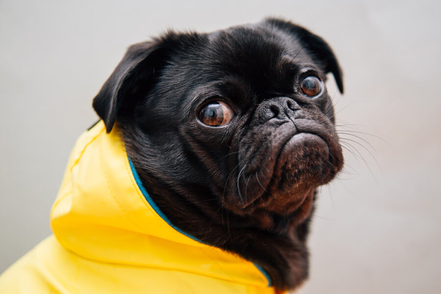 black pug wearing yellow coat