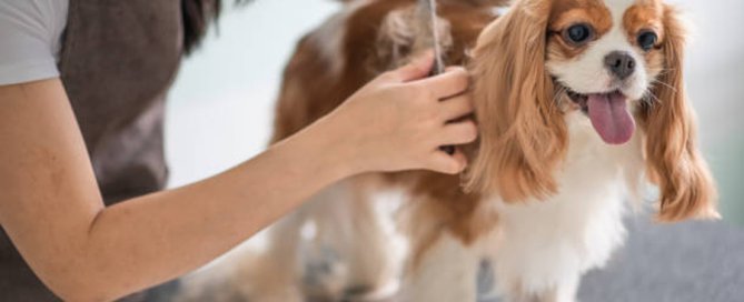 pet groomer, king charles cavalier being brushed