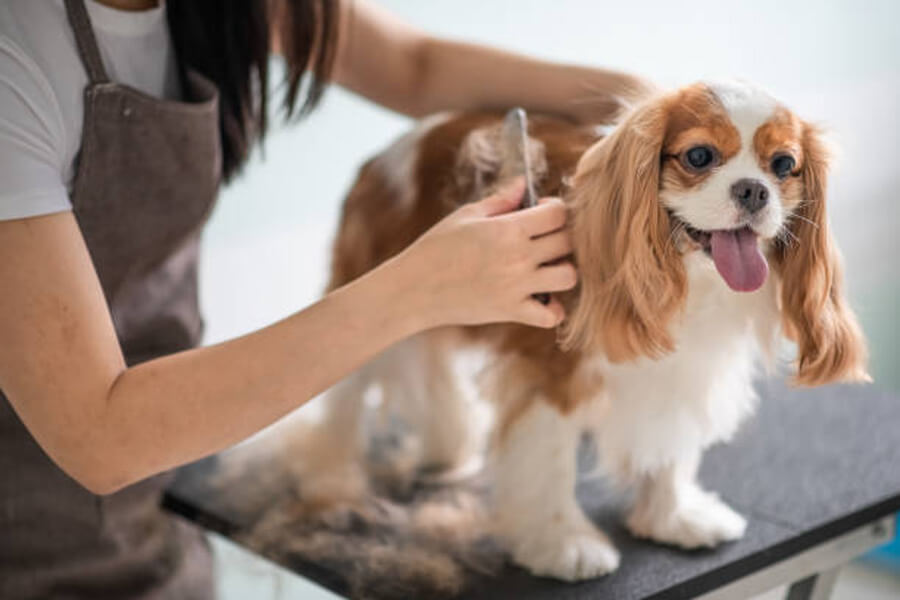 pet groomer, king charles cavalier being brushed