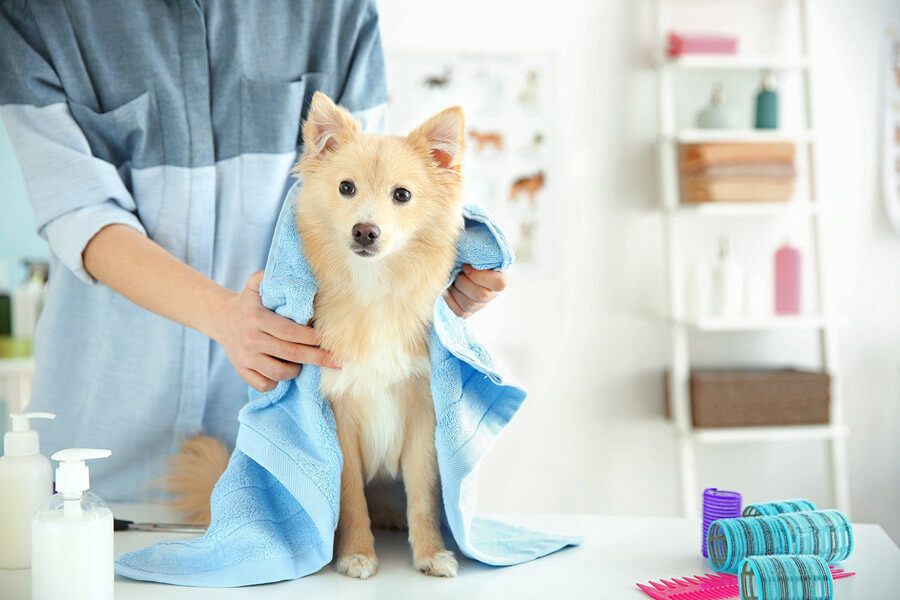 pet groomer