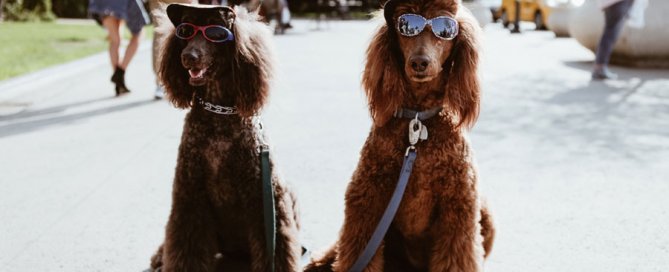 two dogs wearing sunglasses and caps, pet humanisation