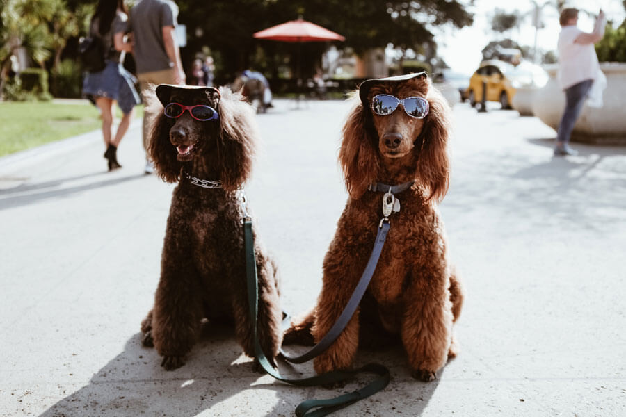 two dogs wearing sunglasses and caps, pet humanisation