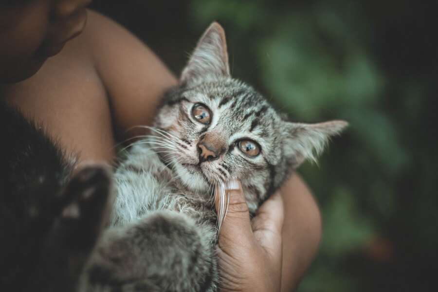 cat in the arms of its owner