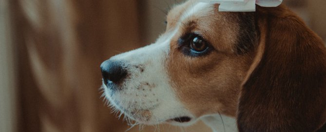 beagle with bow on its head | pet grooming