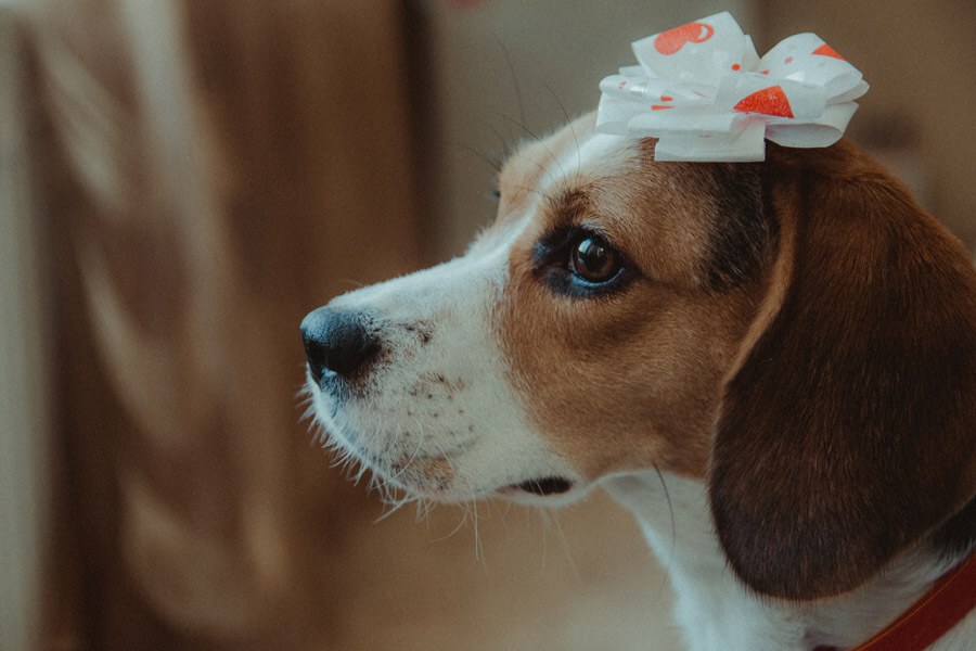 beagle with bow on its head | pet grooming