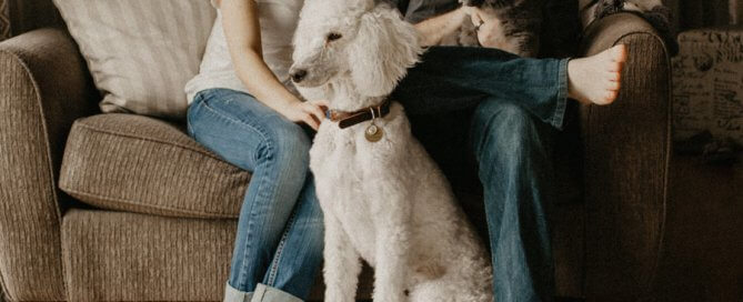 pet sitting, couple on sofa with cat and dog