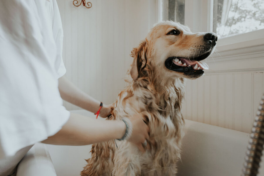 washing dog in bath