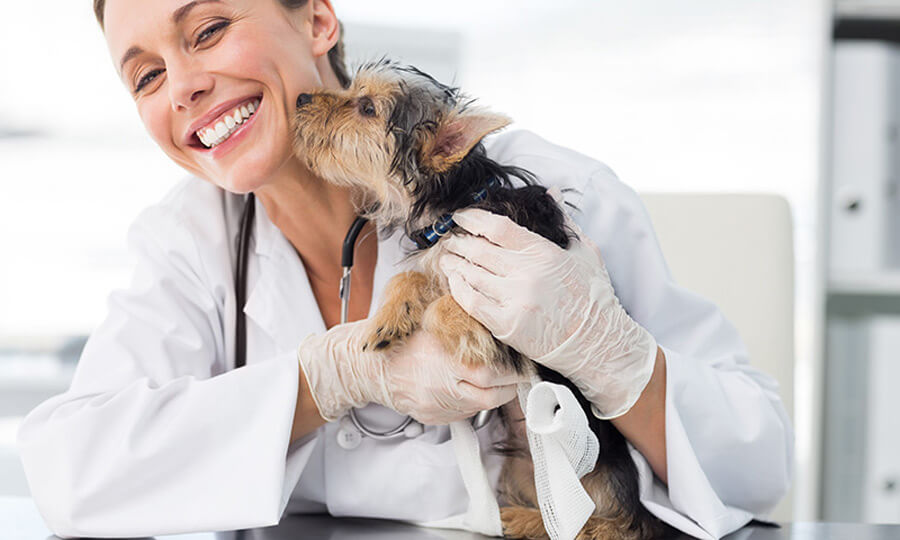 vet with terrier