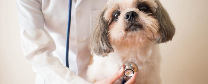 vet listening to dog's heartbeat