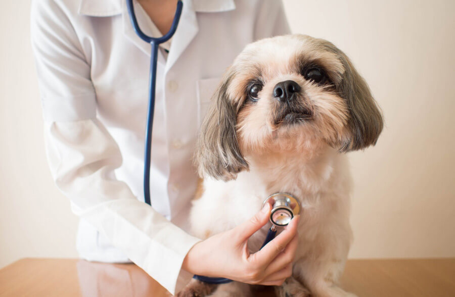 vet listening to dog's heartbeat