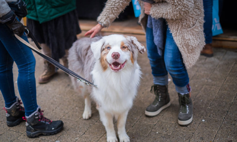 pet sitting, walking dog on lead