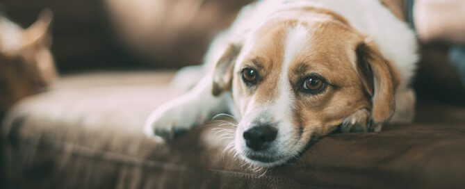 brown and white dog lying on sofa