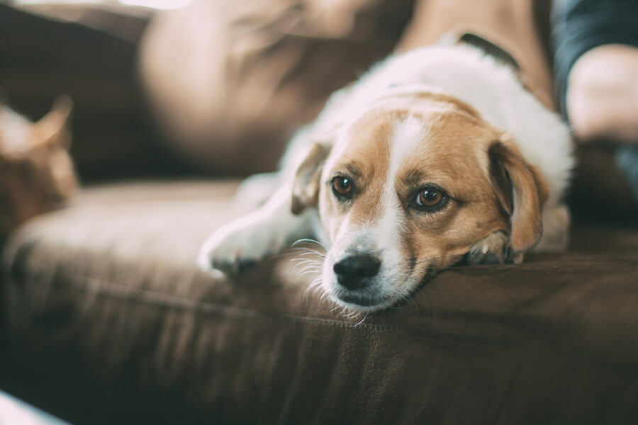 brown and white dog lying on sofa