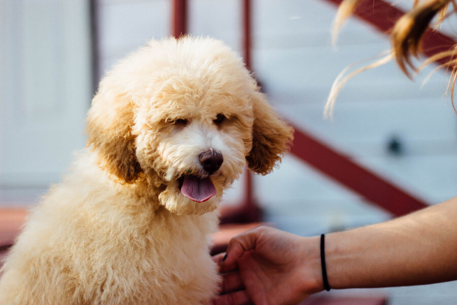 white bichon fries