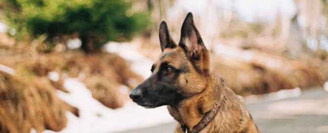 german shepherd