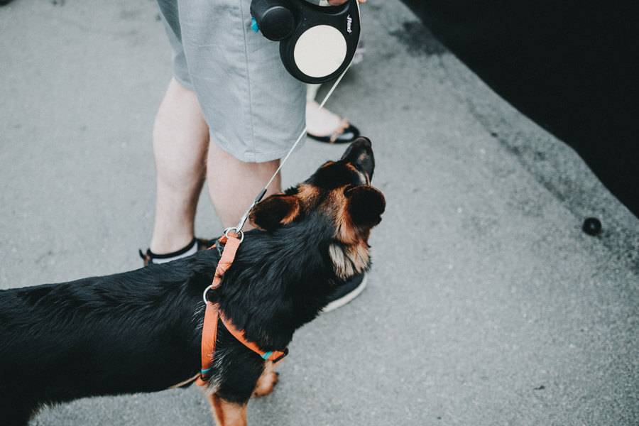 black dog on lead with owner, dog walker