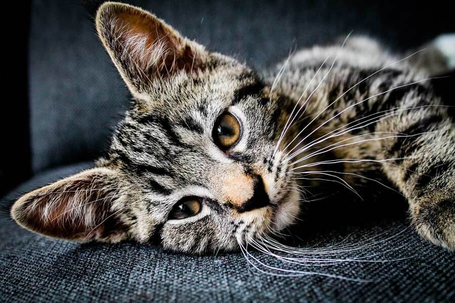 grey cat lying on sofa