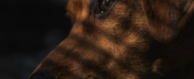 close up brown dog looking sad, animal cruelty